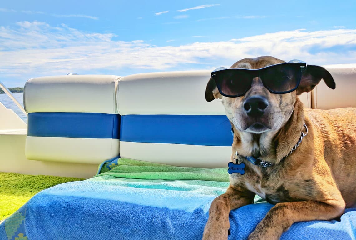 How to Travel with Pets